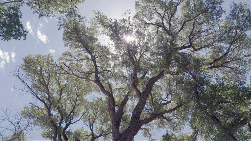 Lochiel branches