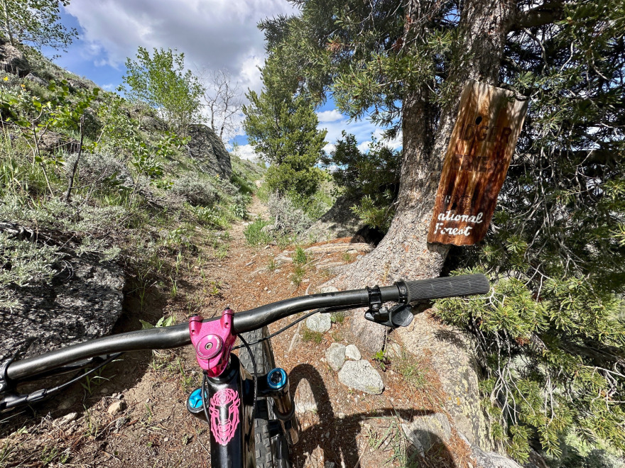 Photo from the point of view of someone riding a bike down a mountain trail. There's a national forest sign against a nearby tree.