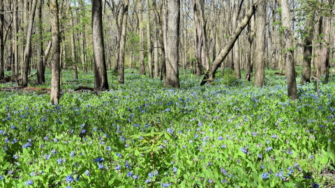 The ParkLands Foundation manages about 4,000 acres of ecosystems in the Upper Mackinaw River Valley.