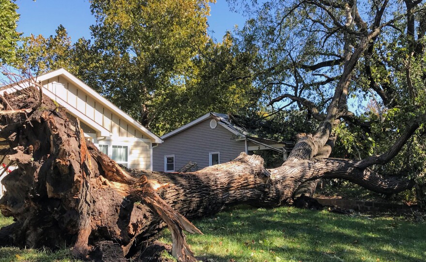 A large elm tree, locally known as the "Hellava Elm," was uprooted by the storm over the weekend. Photo: Danny Mantyla.