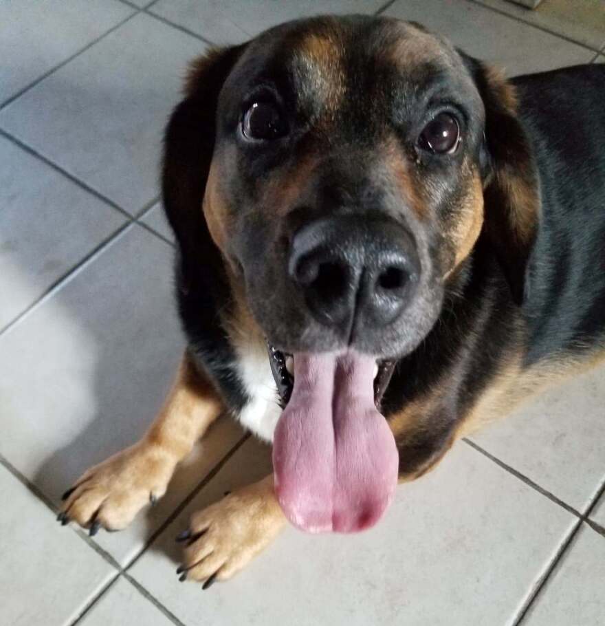 A basset hound mix with its tongue out