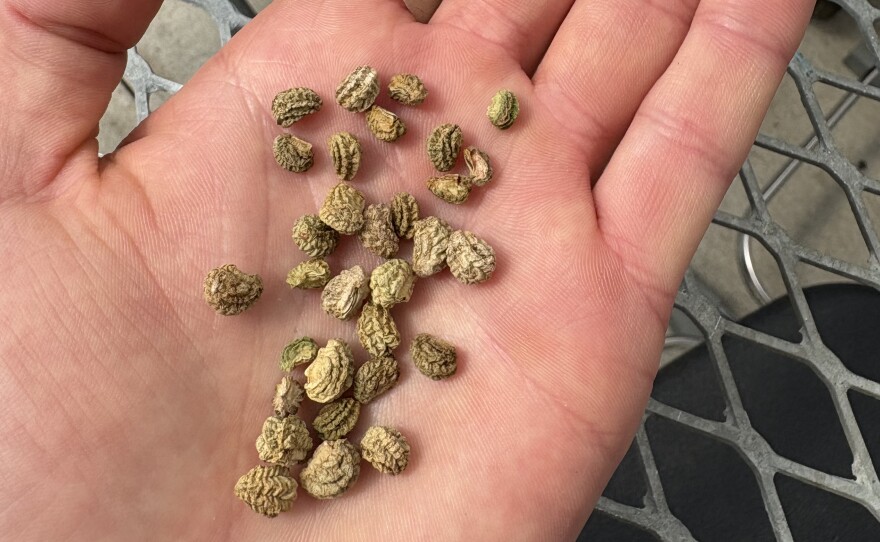 Nasturtium seeds are large and easy to handle — they're great for gardening with limited dexterity. You can sow them inside or directly into the ground, but just make sure to soak them for 24 hours before planting. (Photo: Dylan Kulik/IPR News)