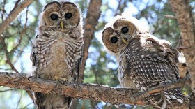 A 1995 U.S. Supreme Court ruling blocked development or logging on private land to protect endangered species.