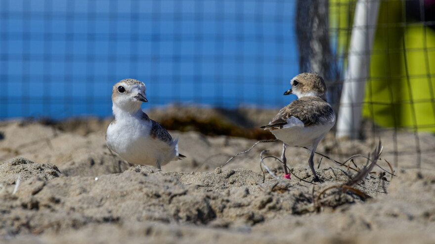 Some of the plovers released at a Santa Barbara County beach Tuesday.