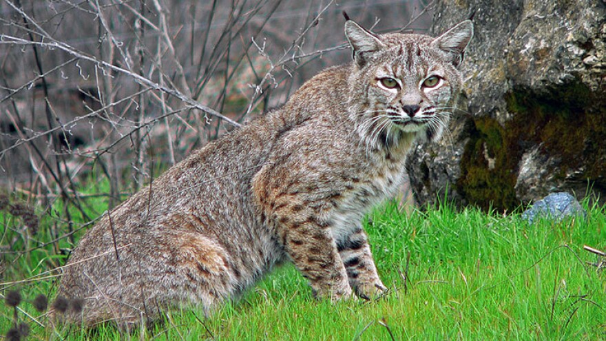 Bobcats, like the one shown here, are the only resident native wild cat in Indiana.