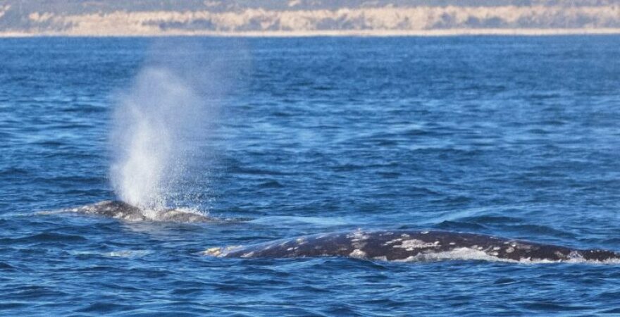 Whale watchers and researchers in California say Pacific gray whales migrating north are in poor shape this year because of Arctic feeding conditions and showing evidence of fewer newborns.