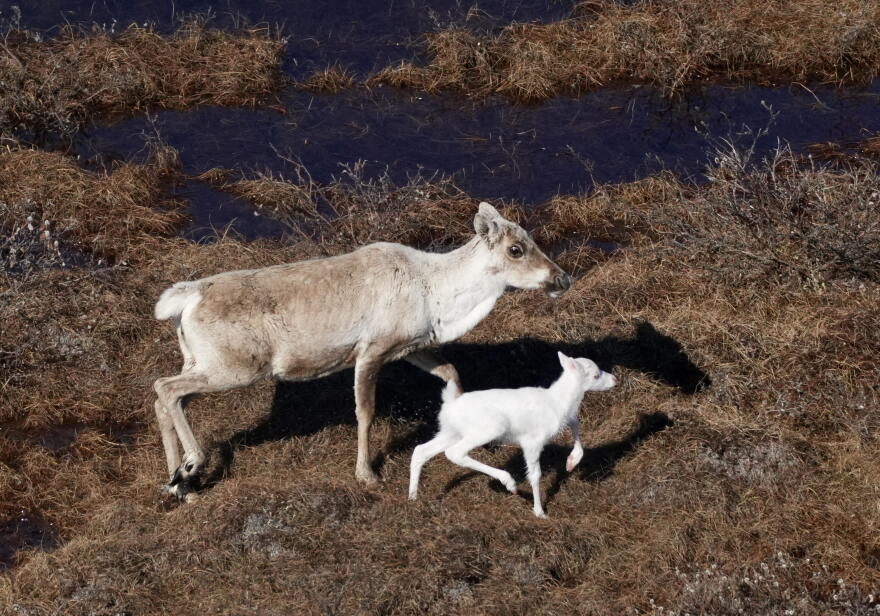 An albino caribou calf photographed with its mother on Alaska's North Slope in late June, 2026.