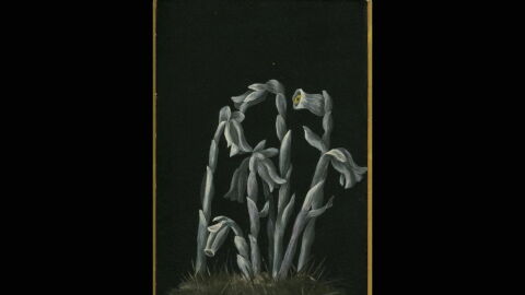 A painting of a grey-toned ghost flower done by Mabel Loomis Todd with a gold border.
