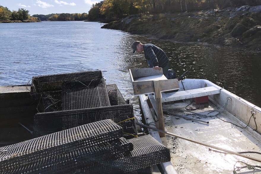 In this Wednesday, Oct. 23, 2019, photo, shellfish farmer Chad Campbell returns to the docks after visiting his aquaculture site in Georgetown, Maine. Campbell is among a group of shellfish farmers working to expand quahog farming in the state as an alternative to softshell clams. Environmental group Manomet is working with Maine shellfish farmers to grow more of the species of clam it thinks can better stand up to predators that have plagued the state's harvest of bivalves.