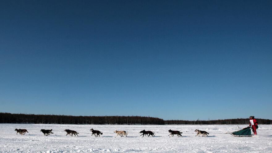 Typically when teams competing in the Iditarod get to the check point it looks like this: Dogs, sled, musher. That wasn't the case this year.