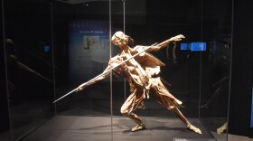 "The Javelin Thrower" is part of the Body Worlds RX exhibit now featured at the Peoria Riverfront Museum. It uses real human remains preserved through a plastination process to explore various aspects of the human anatomy.