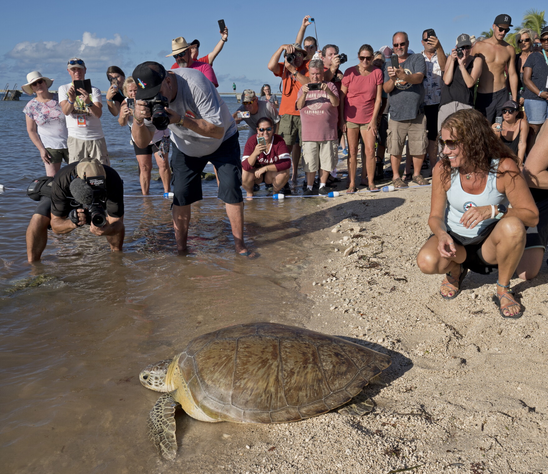 Turtle Hitting Splinter Splinter The Sea Turtle Returns To The Ocean | WJCT News 89.9