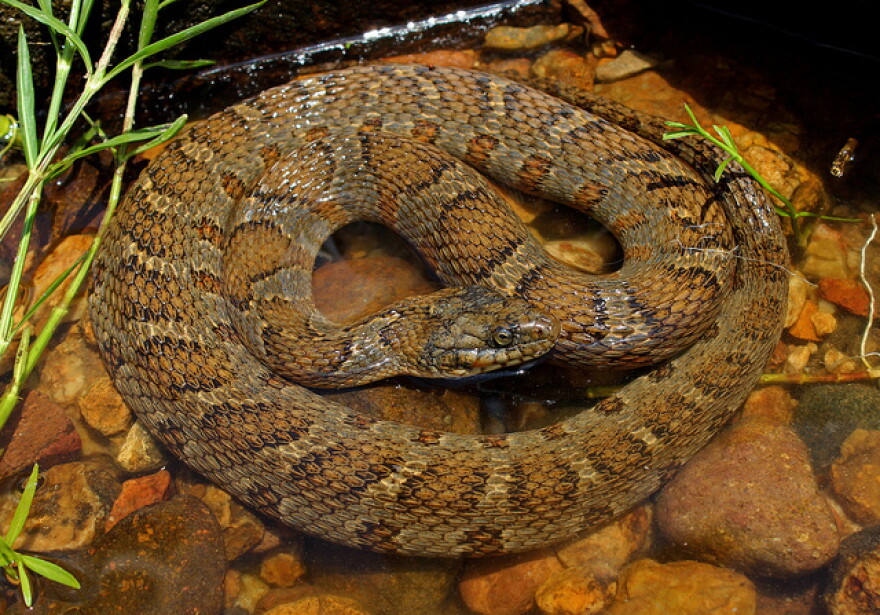 A Midland Water Snake, Nerodia sipedon pleuralis.