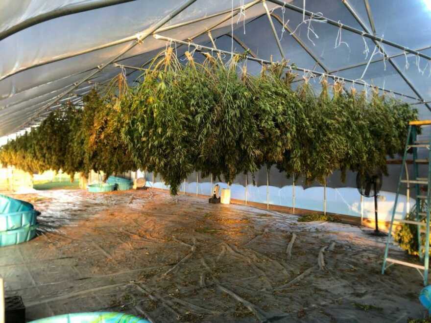  A cannabis farming operation in eastern Long Island