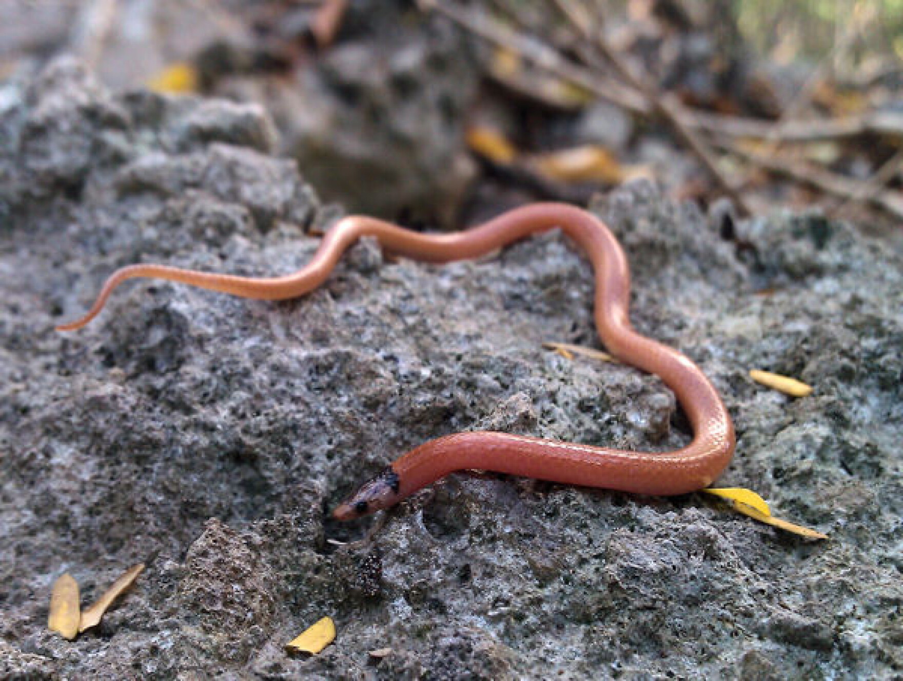 Three of the planet's rarest reptiles, found only in South Florida ...