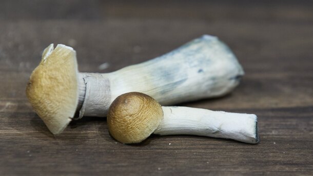 Two mushrooms lie on a wooden table.