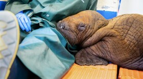 a walrus rests its head on a person wearing a green jacket