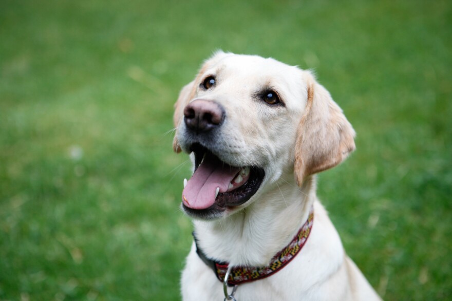 Mack works for the Maryland Department of Agriculture to sniff out American foulbrood in bee colonies. He underwent a 14-week training program to get certified as an American foulbrood detection dog.