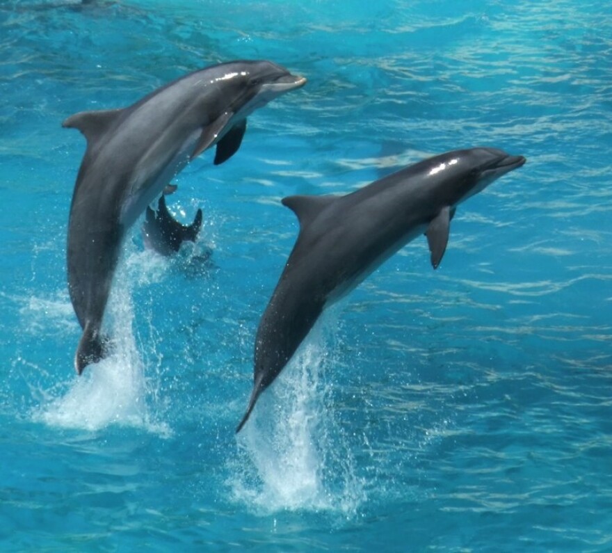 dolphins