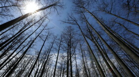 FILE - Cypress trees grow in Heron Pond in the Shawnee National Forest near Belknap, Ill., April 9, 2013. (AP Photo/Seth Perlman, File)