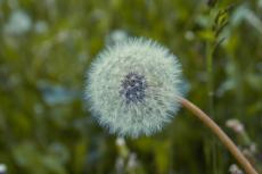 Dandelion