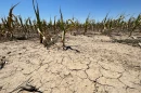 Many corn fields in western Kansas, like this one just outside of Garden City, were parched by the drought in 2022. But deciding what characterizes a drought as regional climate changes, is not an easy task.