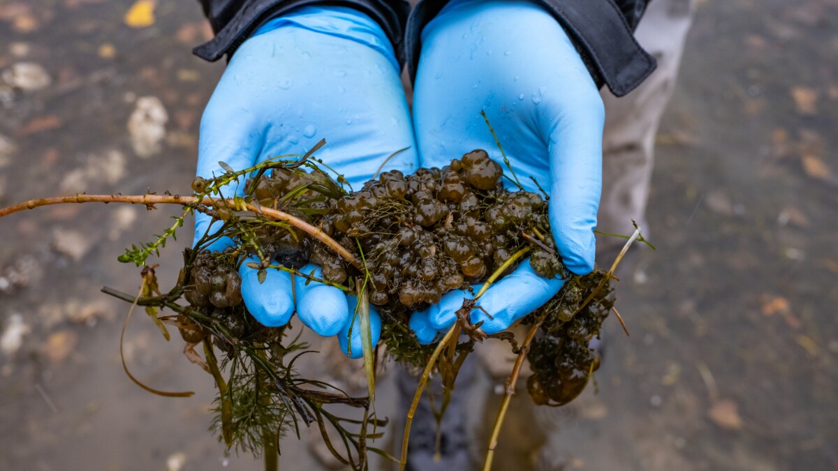 Scientists are on the hunt for underwater cyanobacteria this summer