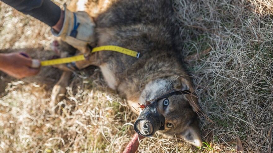 A coyote trapped outside Augusta, Ga., is measured before being fitted with a GPS collar and released to be tracked for two years.