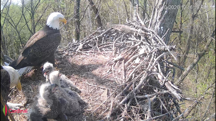 Three baby bald eagles and their parents sit in a nest in this screengrab from Cardinal Land Conservancy's livestream.