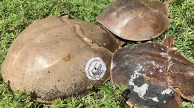 horseshoe crabs in grass