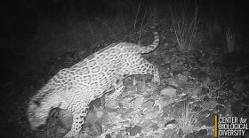 Remote wildlife cameras captured footage of Cinco, an adult male jaguar, in the Southern Arizona Sky Islands this spring.