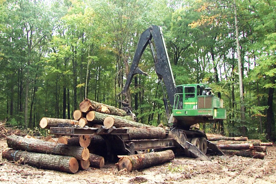 A stack of wood sits in the Yellowwood State Forest where logging is taking place.
