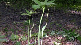 Arisaema dracontium (green dragon), Cromwell, CT