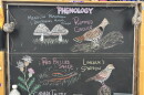 Chalk illustrations show a Canada thistle, Lincoln's Sparrow, red-bellied snake, Ruffed Grouse, Meadow mushroom and destroying angel fungus.