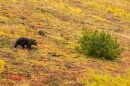 A grizzly bear in Denali National Park.