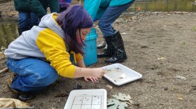Participants at RiverWatch training workshops learn to collect and identify stream invertebrates.