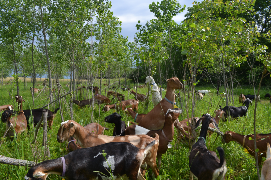 Farm co owner Wes Jarrell is experimenting with silvopasture to protect his goats from heat stress.