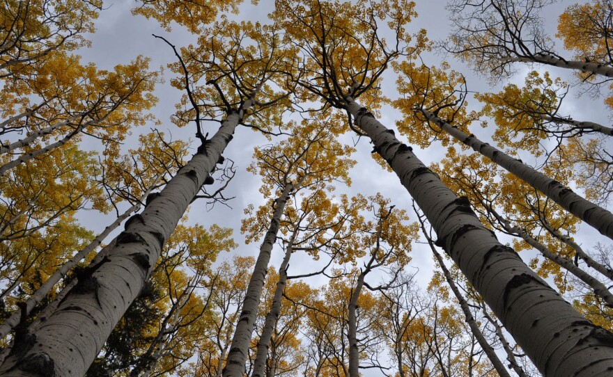 Aspen foliage in San Francisco Peak's Inner Basin at the Coconino National Forest.