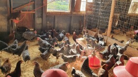 Chickens at Dare 2 Dream Farms in Lompoc