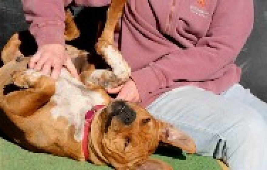 Trainer Ann Alums pets Meryl, a pit bull rescued from the Michael Vick dog fighting ring at Best Friends' DogTown.