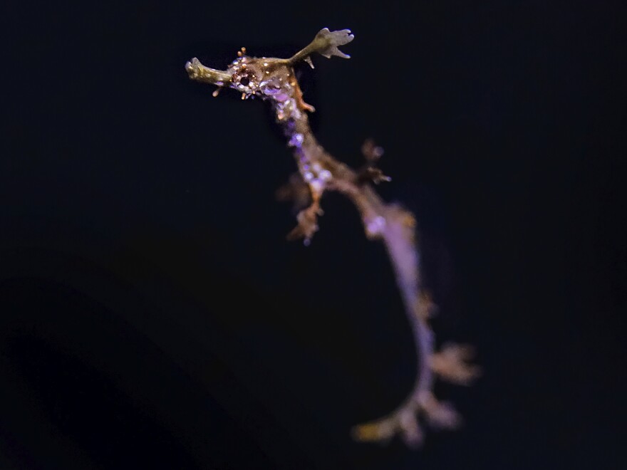 A baby weedy seadragon swims at the Birch Aquarium in La Jolla, Calif. Two of the rare fish hatched there recently, making the aquarium one of the few in the world to successfully breed them. [Birch Aquarium at Scripps Institution of Oceanography via AP]