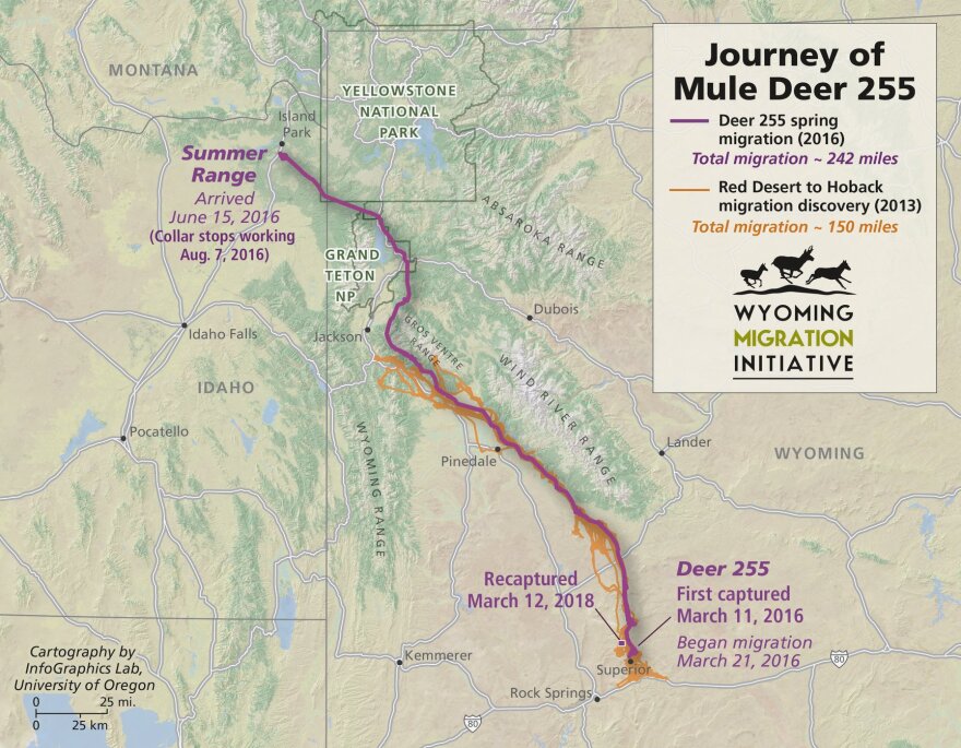 How Far Do Deer Migrate? Fascinating Facts and Insights