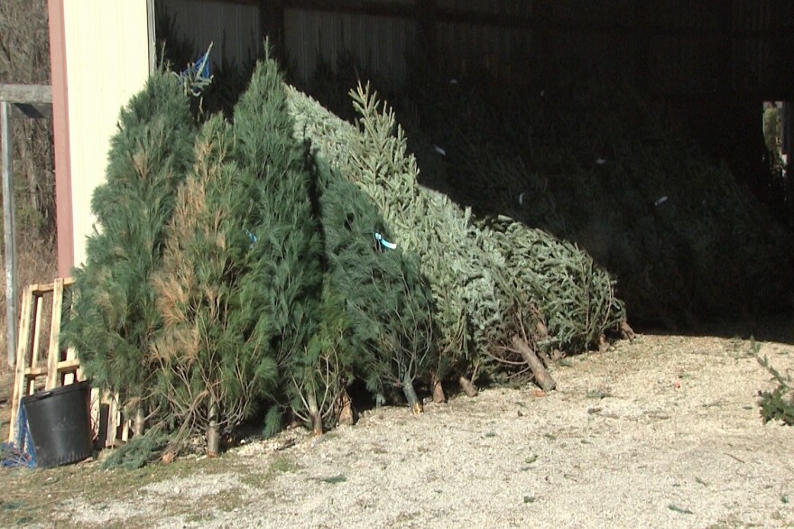 The Bloomington Sanitation Department will collect live trees and wreaths through January 10th. (Steve Burns, WTIU/WFIU News)