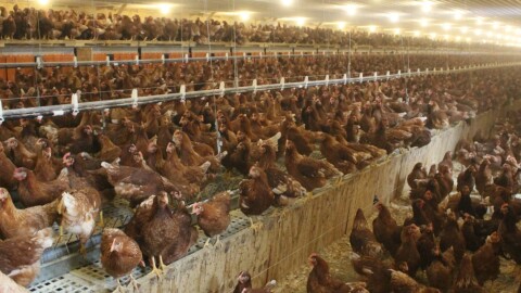 Flocks of all sizes are at risk of avian flu.