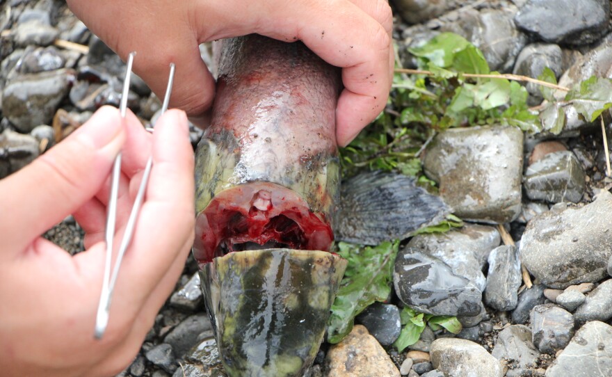 A salmon head is cut open to extract its otolith in August 2019.