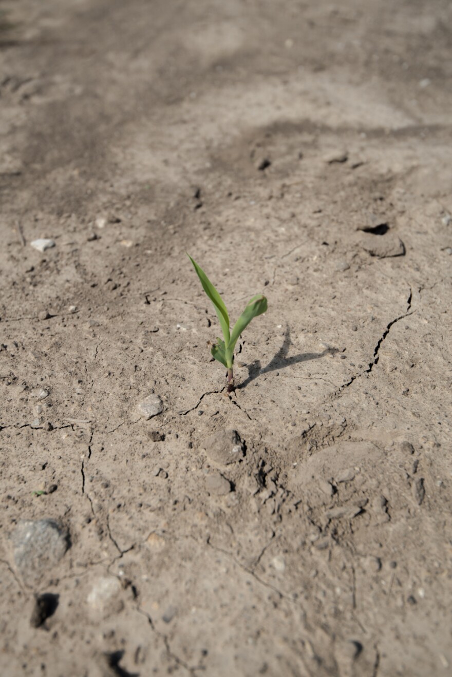 Dry conditions have caused cracks in the soil at the Chrislaw family farm in Howard County, Mo in this September 3 photo.