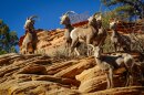A band of bighorn sheep perches on a red rock cliff next to State Route 9 in Utah’s Zion National Park, Dec. 5, 2025.
