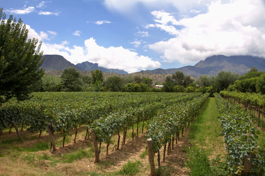 A vineyard in Tarija, Bolivia, the center of the country's wine industry. A growing number of wineries here are improving their techniques, ramping up production and starting to export, as global interest in Bolivia's award-winning wines grows.