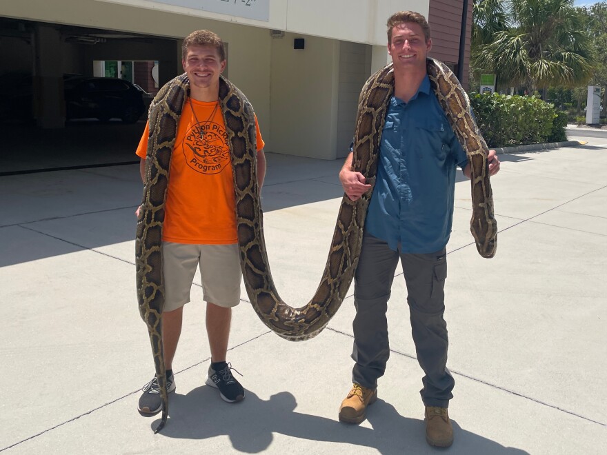 Record-breaking Burmese python is caught in Florida | WUSF
