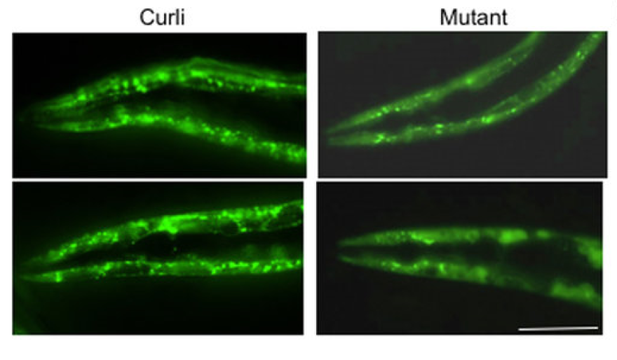 On the left is the worm that was fed the bacteria with the folding protein. On the right is the worm that was fed the bacteria that could not produce the folding protein. There is more aggregation in the worm on the left of the folding proteins, which is what happens in the brain of a patient with Alzheimer's.